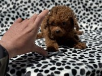 Petmode köpek çiftliğinden tea cup kore poodle