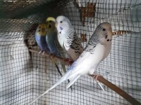 6 Adet Muhabbet Kuşu