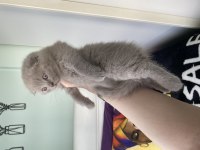 Son kalan scottish fold yavrum