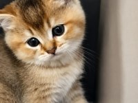 Çok Uygun Golden British Shorthair Bebekler