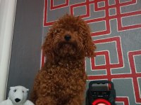 Muhteşem Maltipoo