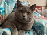 9 AYLIK ERKEK KEDİME DİŞİ EŞ ARIYORUM