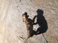 Şecereli Dünya Şampiyonu Torunu Presa Canario KIFxFCI
