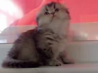 55 günlük Scottish Fold Silver Dişi