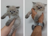 2 Aylık British Longhair Yavrular