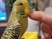 Yavru Muhabbet Kuşu Show Jumbo