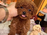 Safkan Irk ve Sağlık Garantili Poodle Yavrumuz