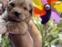 Maltipoo bebekler