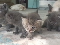 Ücretli sahiplenme british shorthair