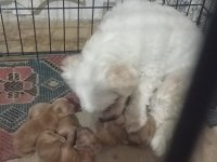 Maltipoo terrier köpeğimiz