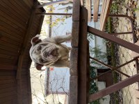 Türkiyenin en güzel renklerine sahip ingiliz bulldog