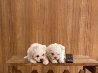 teacup maltese terrier bebekler