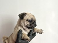 Pug mops safkan yavrularım