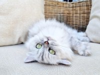 ücretsiz iyi bakacak bir yuvaya sahiplendirilecek chinchilla