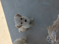 Harika oyuncu köpekler çok tatlılar