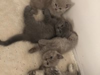 Ev Scottish Fold kızımızın 5 yavrusu yuvasını