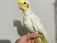 Lutino yavru sultan papağanı