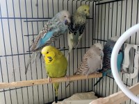 Show jumbo dişi muhabbet kuşları