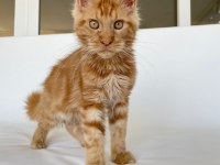 SAFKAN XL Mainecoon Red 