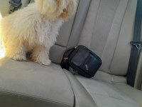 Sevimli toy poodle