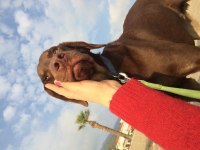 Sosyal kelebek Moka yuva arıyor doberman