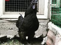AYEM CEMANİ CİVCİV