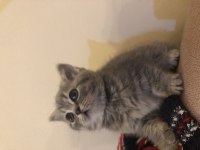 Güzel bebekler british longhair