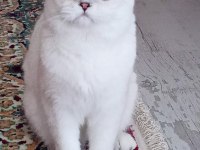 Scottish fold erkekler