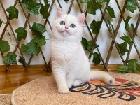 Golden NY1233 Dişi British Shorthair Golden