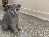 Çok sağlıklı Scottish Fold yavrular