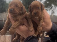 Maltipoo yavrularımız ırk garantilidir