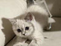 Safkan scottish fold ve british shorthair bebeklerim