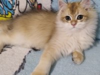 British longhair golden