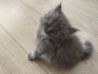 British Longhair Yavrular