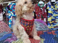 Dişi maltipoo