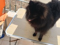 POMERANİAN 8 AYLIK AŞILARI YAPILDI ERKEK