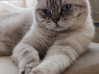 KISIRLAŞTIRILMIŞ ERKEK KEDİMİZ