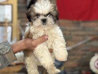 Shih tzu core bebekler