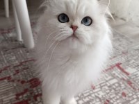 British longhair kedim yeni yuvasını arıyor