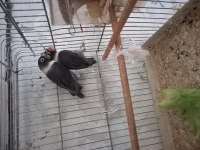 Güzel kuşlar yuvaya giriyorlar