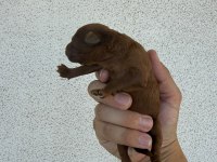 Orjinal poodle