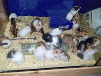 Yavru hamsterlar