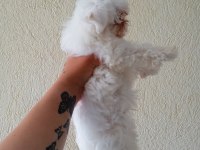 4 aylık erkek yavrular maltese