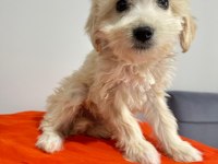 Maltipoo yavrum 55 günlük