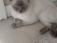 Scottish Fold 2 Yaşında Erkek