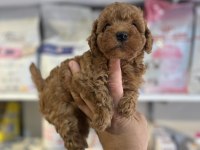 ORJİNAL IRK VE SAĞLIK GARANTİLİ MİKROCHİPLİ POODLE