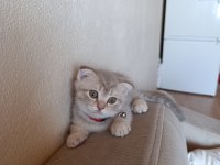 Erkek yavru scottish fold