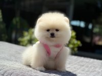 Sevimli Pomeranian Boo Yavrular