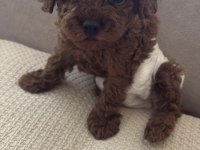 Toy Poodle Irk Ve Sağlık Garantili