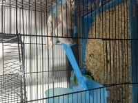 yavru hamster 3 haftalık